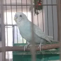 مرغ عشق