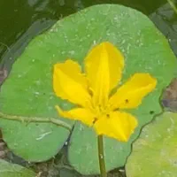 تولید وفروش انواع گیاهان آبزی برای برکه وآکواریوم