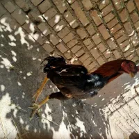 خروس لاری