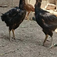 مرغ لاری اصیل