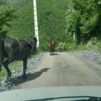 زمین فروشی در روستای پنجک ( آشیر )