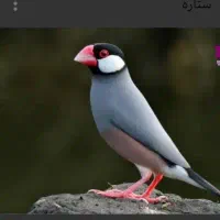 فنچ نرگسی