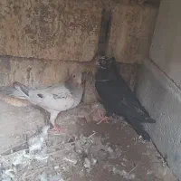 فروش کبوتر