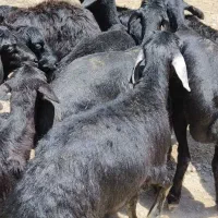 به تعداد 12رس بره ماده قره قزل