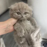 اسکاتیش لیلاک هایلند دوماهه