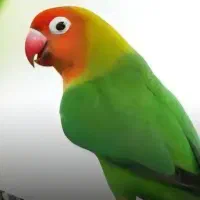 طوطی برزیلی فیشر نر جوان صحیح وسالم وآماده جفت