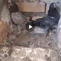 جوجه پرشی