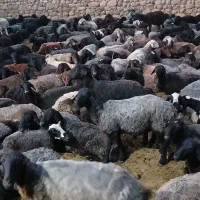 میش گوسفند داشتی جوان