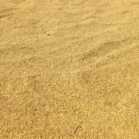 شلتوک برنج کامفیروزی