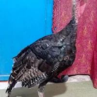 بوقلمون محلی نر جوانه