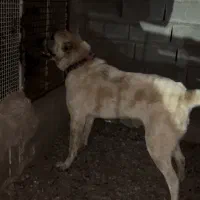 سگ خراسانی .افغان .سراب گله