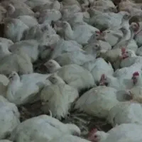 مرغ مرغداری حراج کیلویی ۲۳۵ هزار وزن یکونیم تا دو