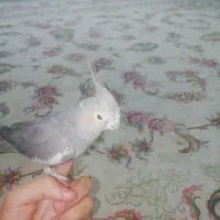 عروس هلندی