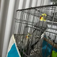 طوطی عروس هلندی نر و ماده نر سخنگو