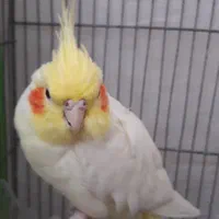 عروس هلندی ماده
