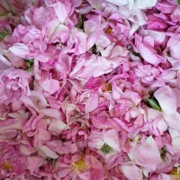 گل محمدی|گل و گیاه طبیعی|فیروزآباد (فارس), |دیوار