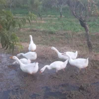جوجه قوغاز چینی اصل