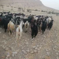 .بز|حیوانات مزرعه|فراشبند, |دیوار