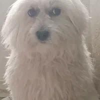 واگذاری سگ ماده شیت زو