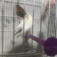 نروماده قناری با جوجه