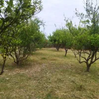 باغ ۲۵۰۰ متری ،بیستون ،روستای زیبای کاشانتو