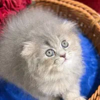 همدمی دوسداشتنی//ارسال ب سراسر کشور