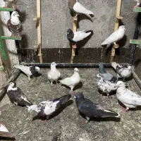 کفتر رنگه پرشی ب قیمت