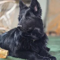 پانسیون سگ و گربه  ، فضای باز