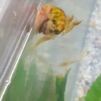 حلزون سیب بالغ و فندقی