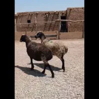 میش|حیوانات مزرعه|اقبالیه, |دیوار