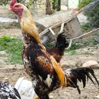 خروس لاری