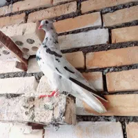 پرنده