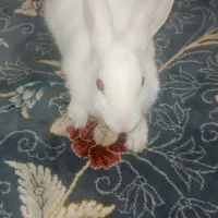 خرگوش