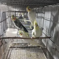 عروس هلندی حراج|حراج|رباط‌کریم, |دیوار