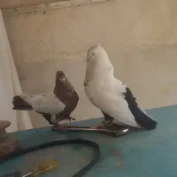 کبوتر