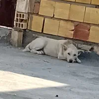 سگ نگهبان