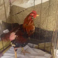 خروس لاری اصیل