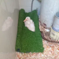 اوردک