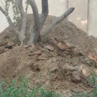 کود گوسفندی