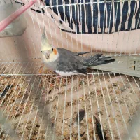 عروس هلندی جوان