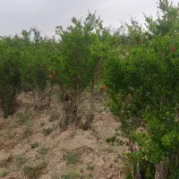 فروش باغ به همراه زمین