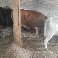 گاو قربان