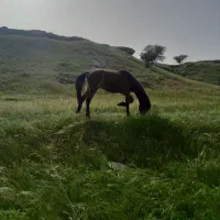 کره اسب یک سال وهشت ماه