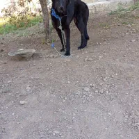 توله سرابی اصیل