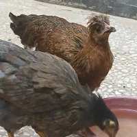 مرغ نوچه