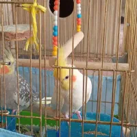 عروس هلندی نروماده 4500000
