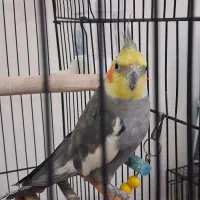 عروس هلندی نر بالغ