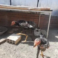 تعداد ۷ عدد لاری نژاد اصلی