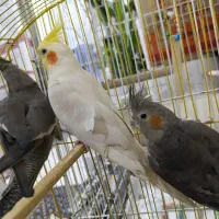 ۳تا عروس هلندی باقفس