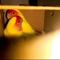 طوطی برزیلی جفت بالغ و عروس هلندی
